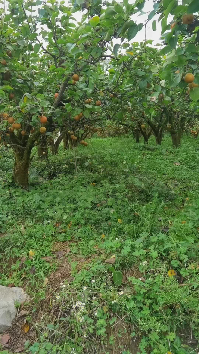 果園采摘,7545866270295015960視頻